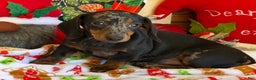 Dachshund dogs for sale: Bella - Ad 2
