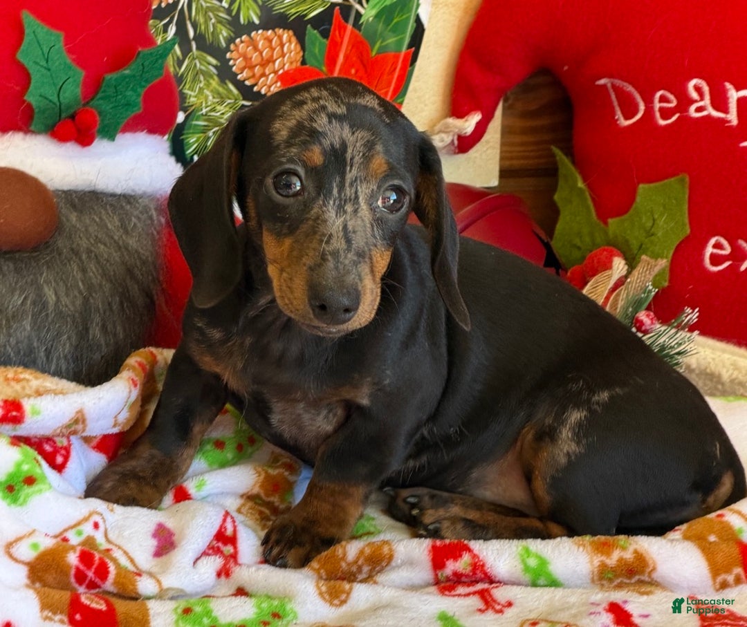 Dachshund dogs for sale: Bella - Ad 2