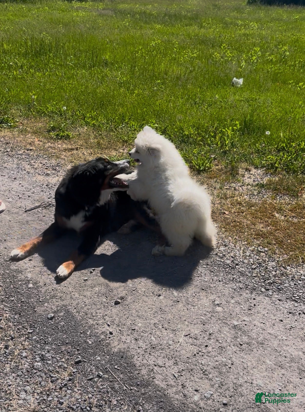 Samoyed dogs Snowball - Ad 2