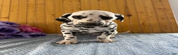 Dalmatian dogs for sale: Taylor - Ad 16