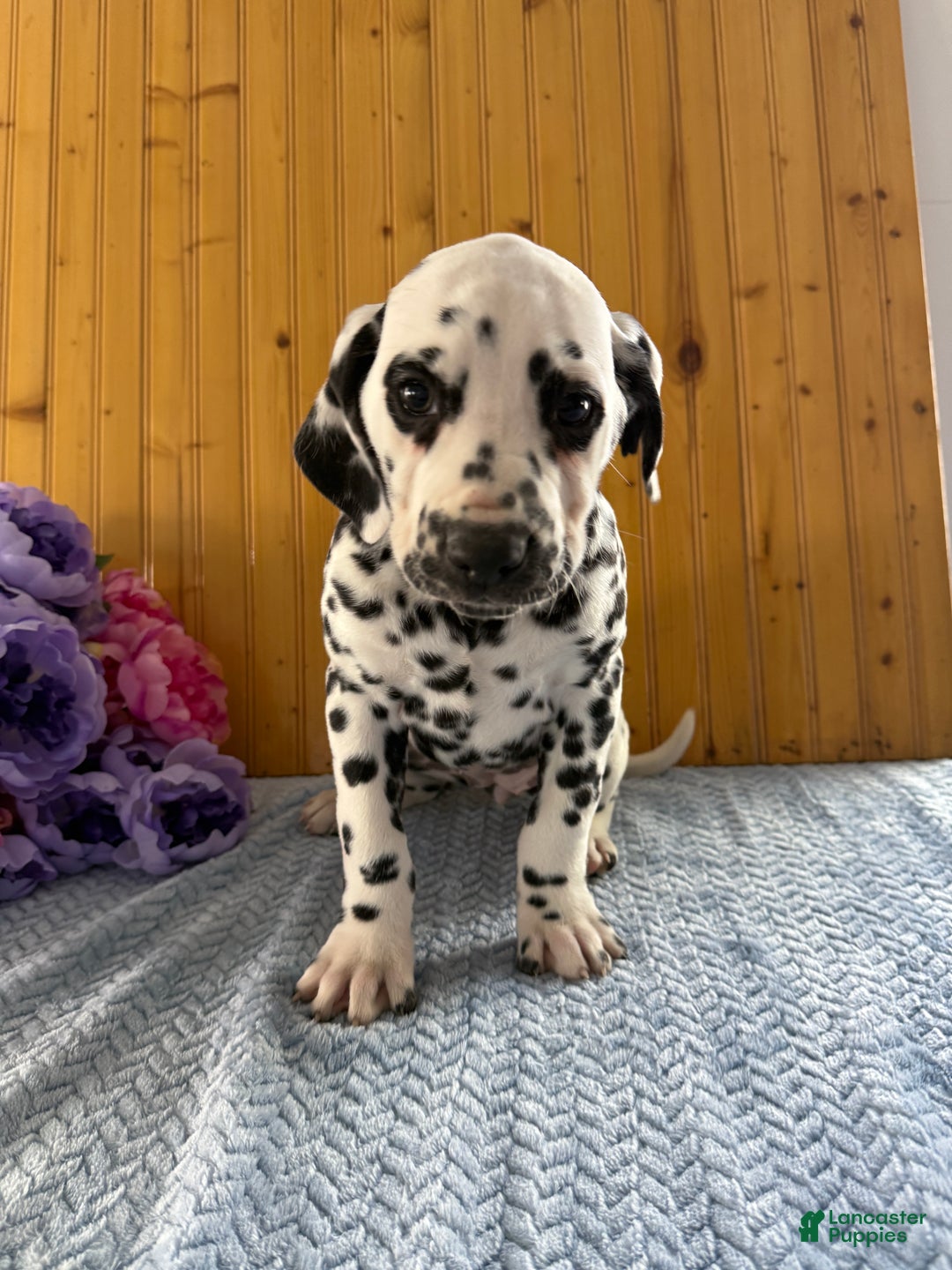 Dalmatian dogs for sale: Taylor - Ad 16