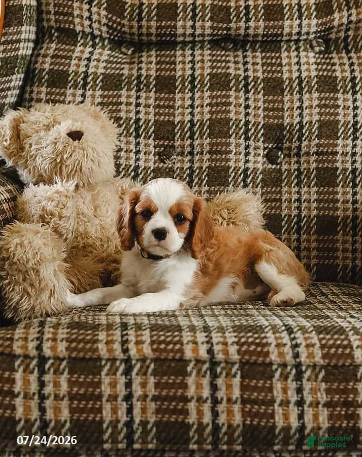 Cavalier King Charles Spaniel dogs Daisy - Ad 2