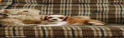 Cavalier King Charles Spaniel dogs for sale: Daisy - Ad 2