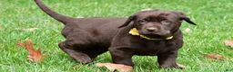 Labrador Retriever dogs for sale: Bell - Ad 1
