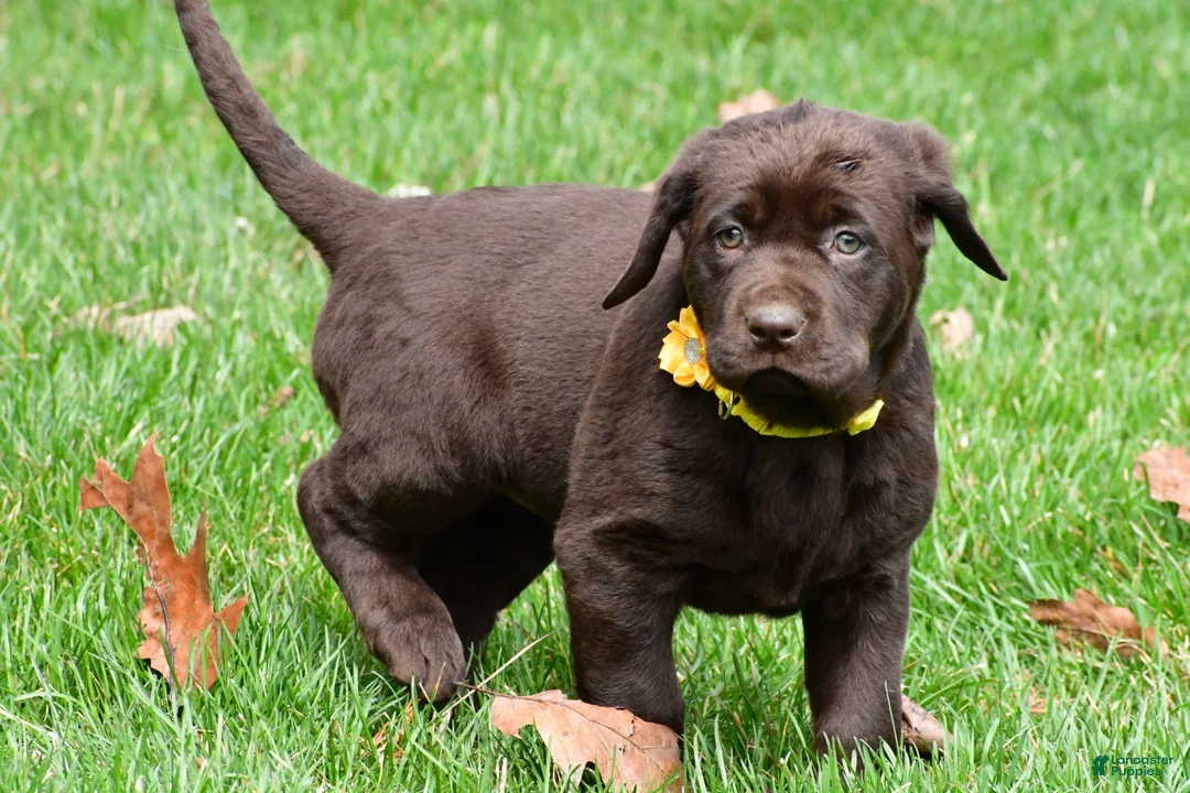 Labrador Retriever dogs for sale: Bell - Ad 1