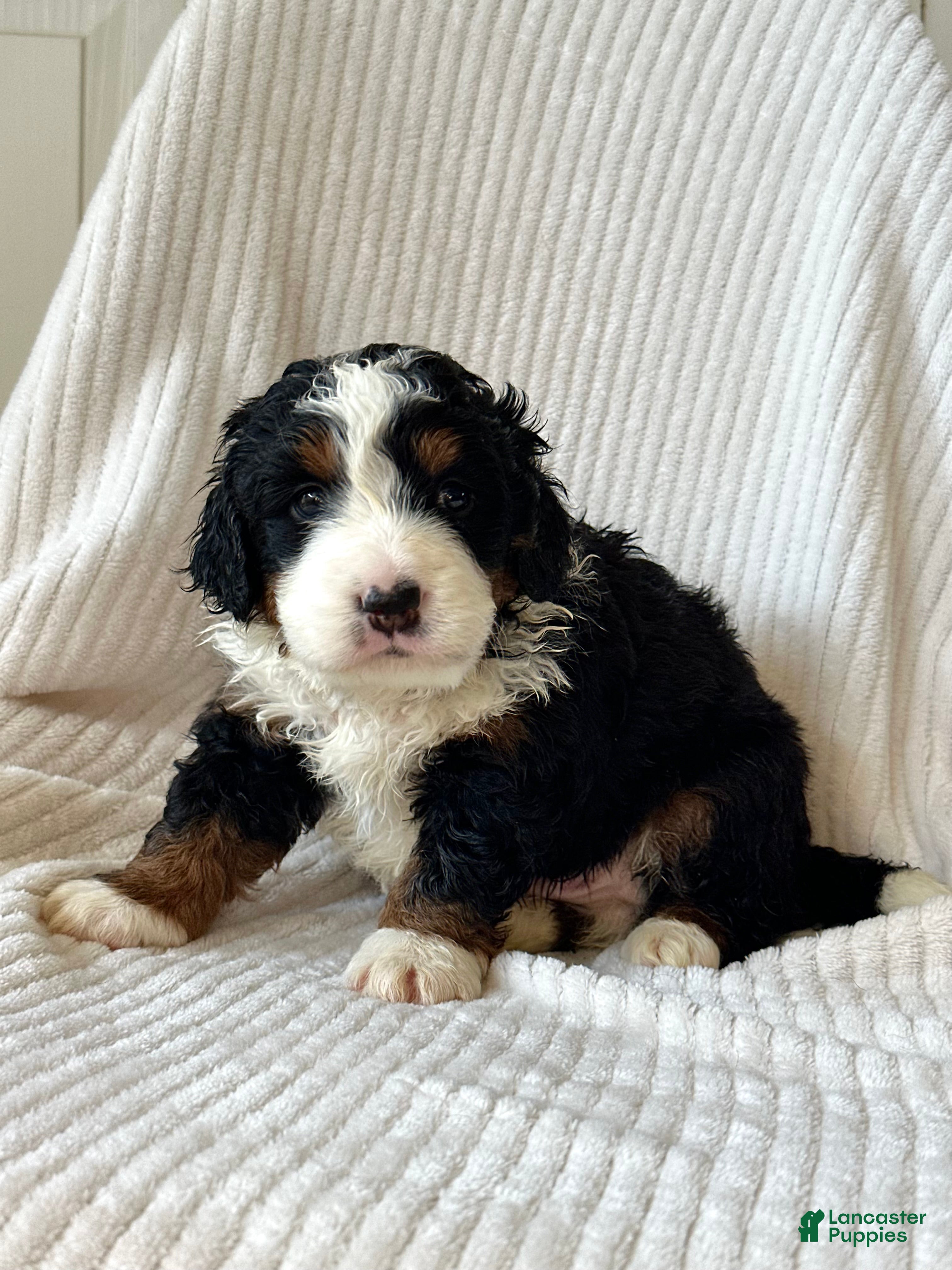 Mini Bernedoodle dogs Louie - Ad 14