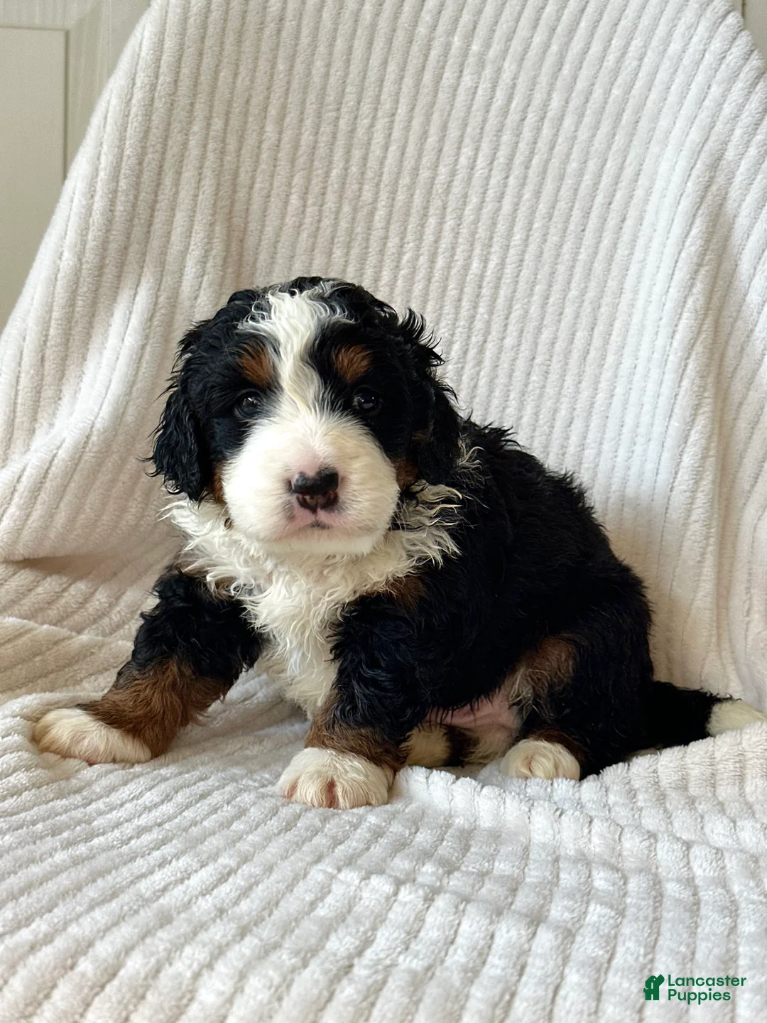 Mini Bernedoodle dogs for sale: Louie - Ad 1