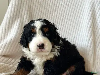 Mini Bernedoodle dogs Louie - Ad 14