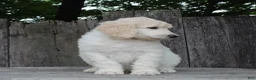 Standard Poodle dogs for sale: River AKC Standard Poodle  - Ad 8
