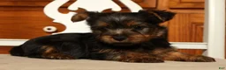 Yorkshire Terrier dogs for sale: Lonnie - Ad 6