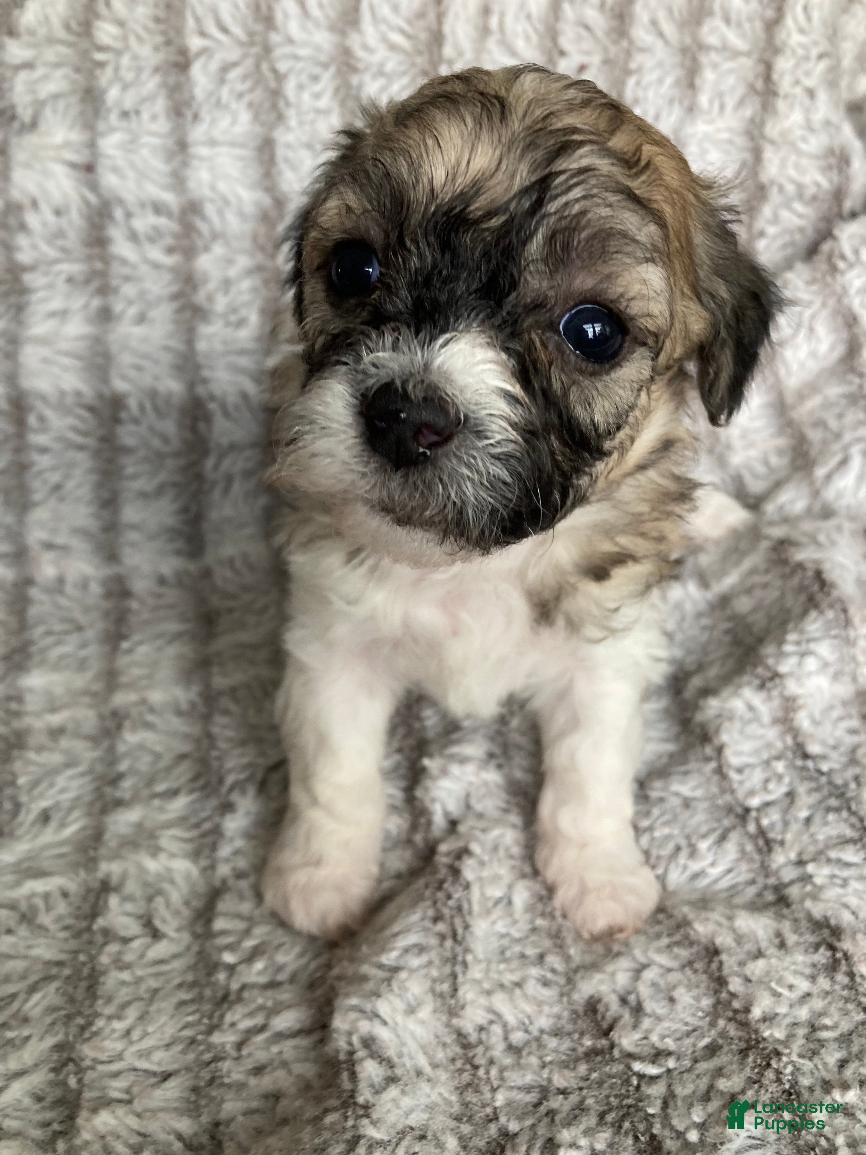 Mixed Breed dogs Niki - Ad 2