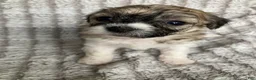 Mixed Breed dogs for sale: Niki - Ad 2