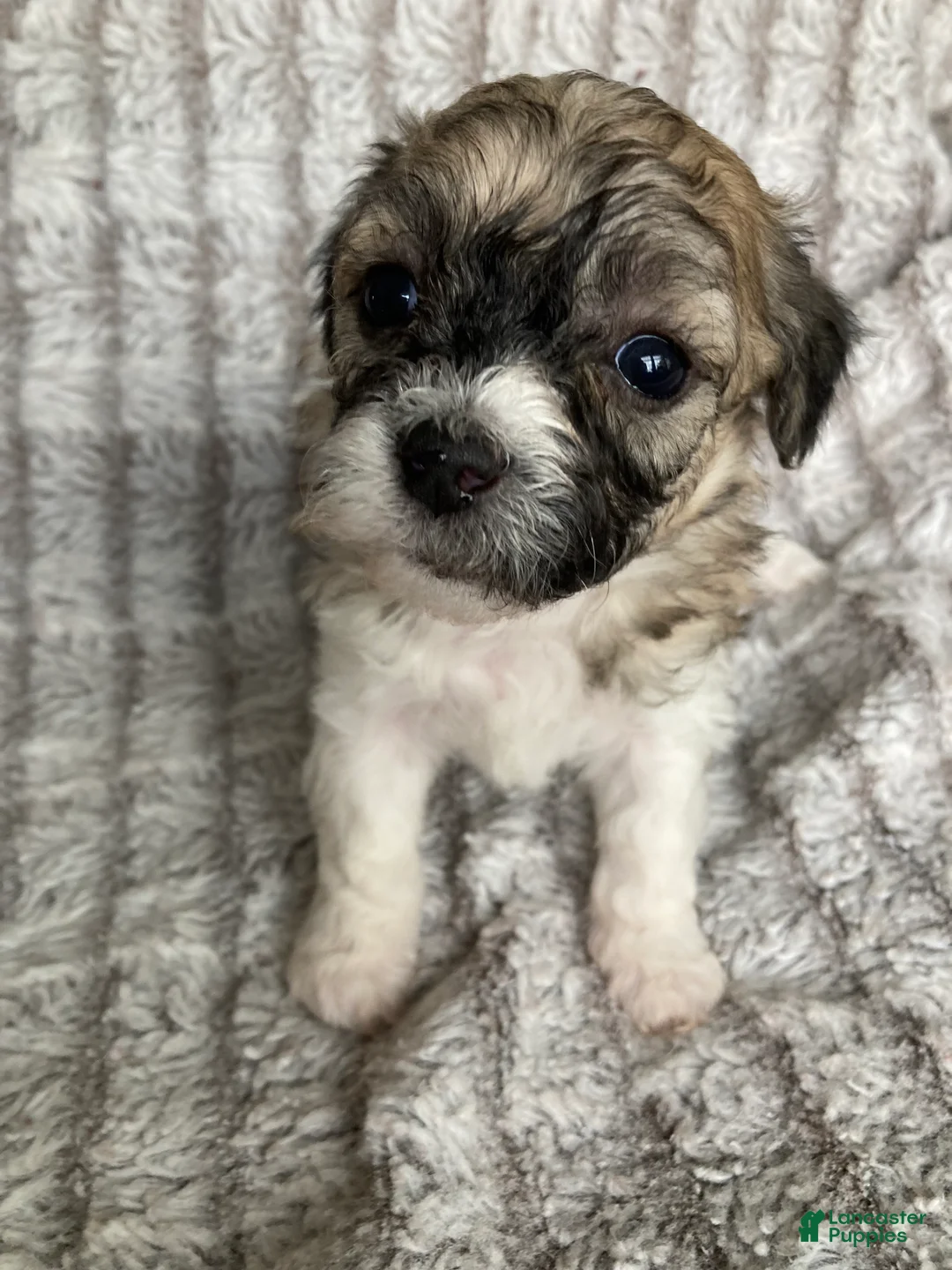 Mixed Breed dogs for sale: Niki - Ad 2