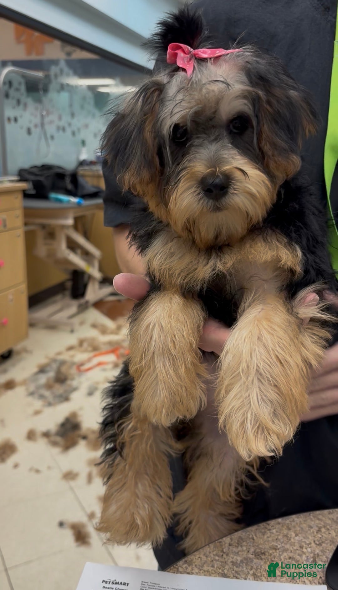 Yorkiepoo dogs for sale: Chloe  - Ad 1