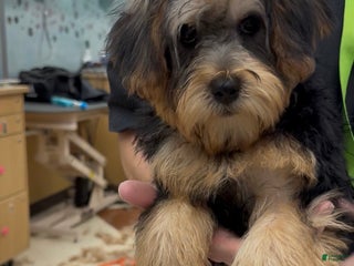 Yorkiepoo dogs Chloe - Ad 42