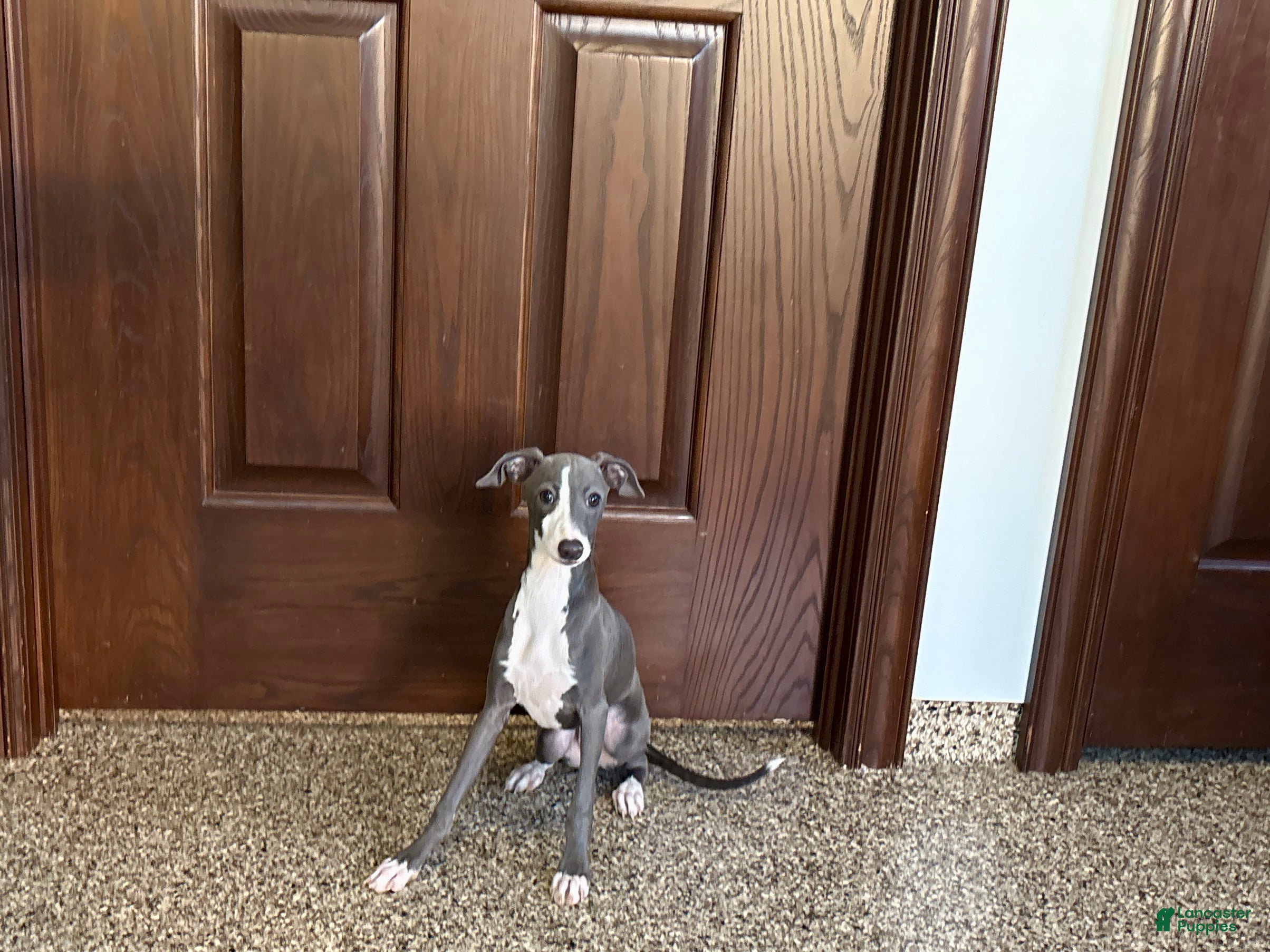 Italian Greyhound dogs for sale: Shane - Ad 1
