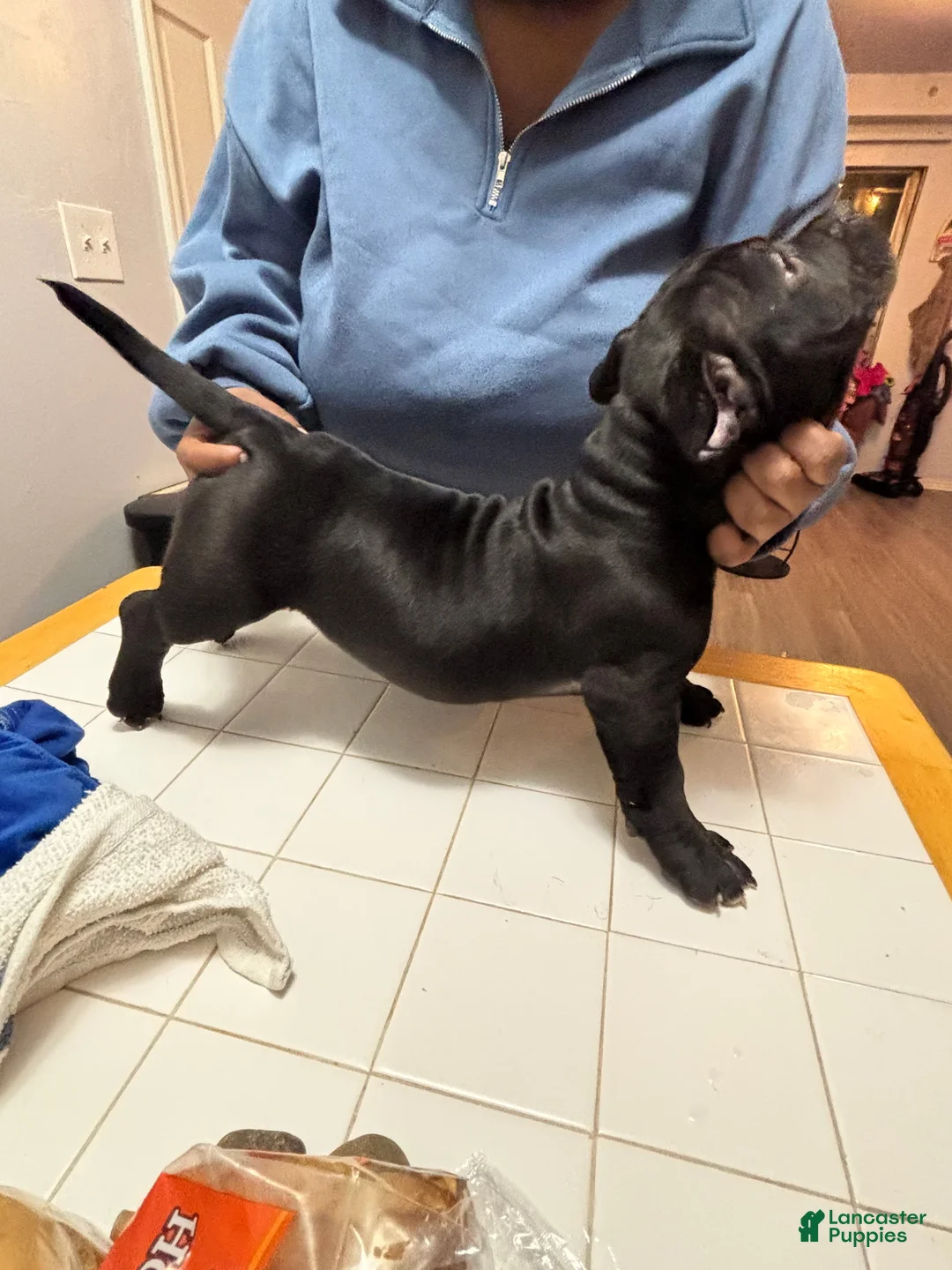 American Bully dogs for sale: American Bully Puppy 1 - Ad 2