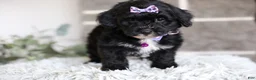Yorkiepoo dogs for sale: Raven - Ad 4