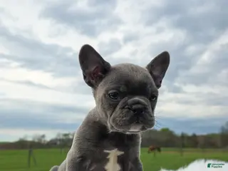 Frenchton dogs for sale: Inky - Ad 4