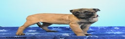 Belgian Malinois dogs for sale: Pearl  - Ad 4