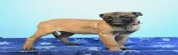 Belgian Malinois dogs for sale: Pearl  - Ad 14