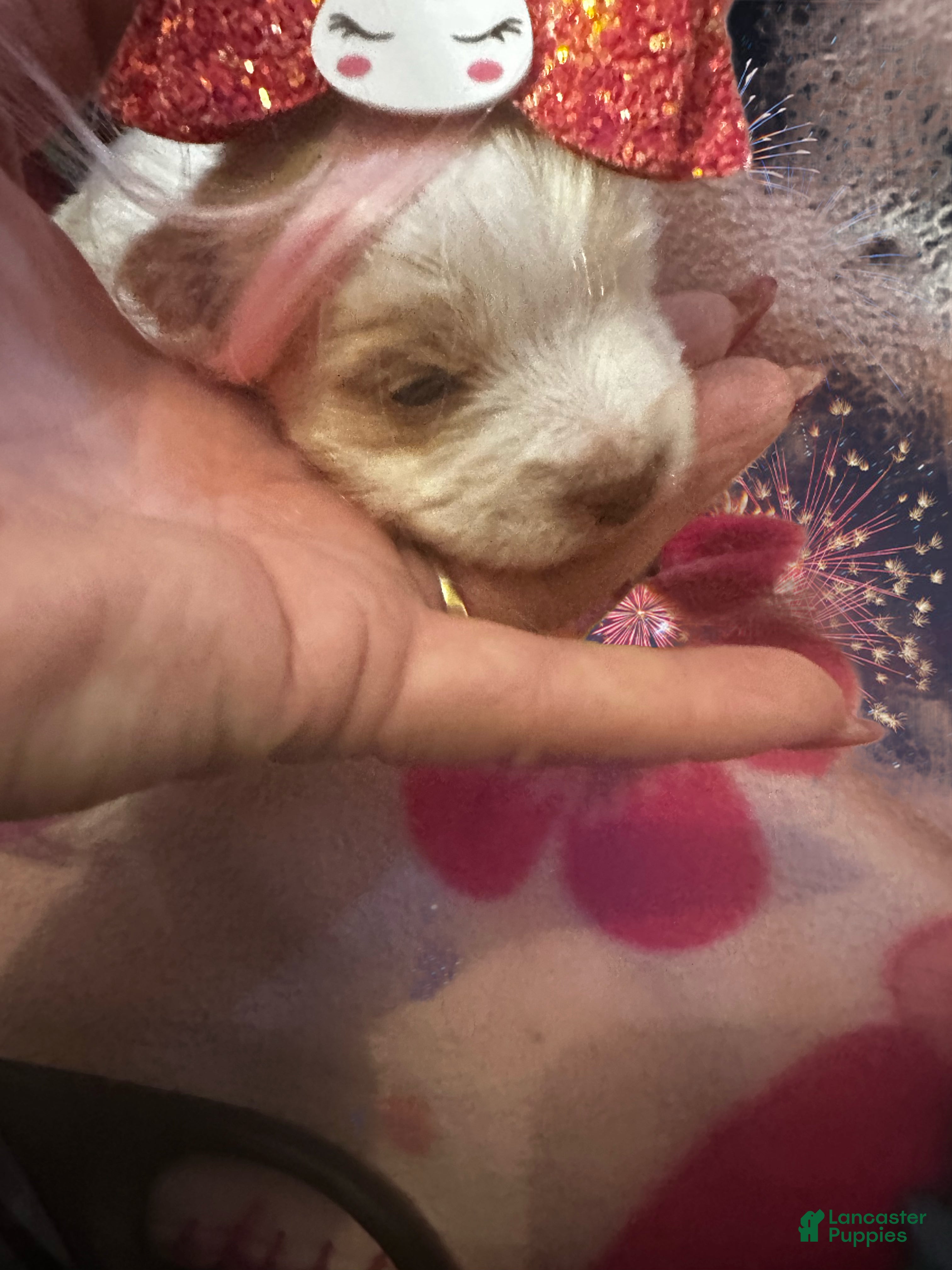 Yorkshire Terrier dogs AKC Mochi - Ad 14