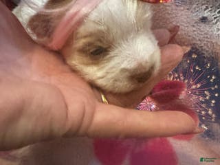 Yorkshire Terrier dogs AKC Mochi - Ad 24