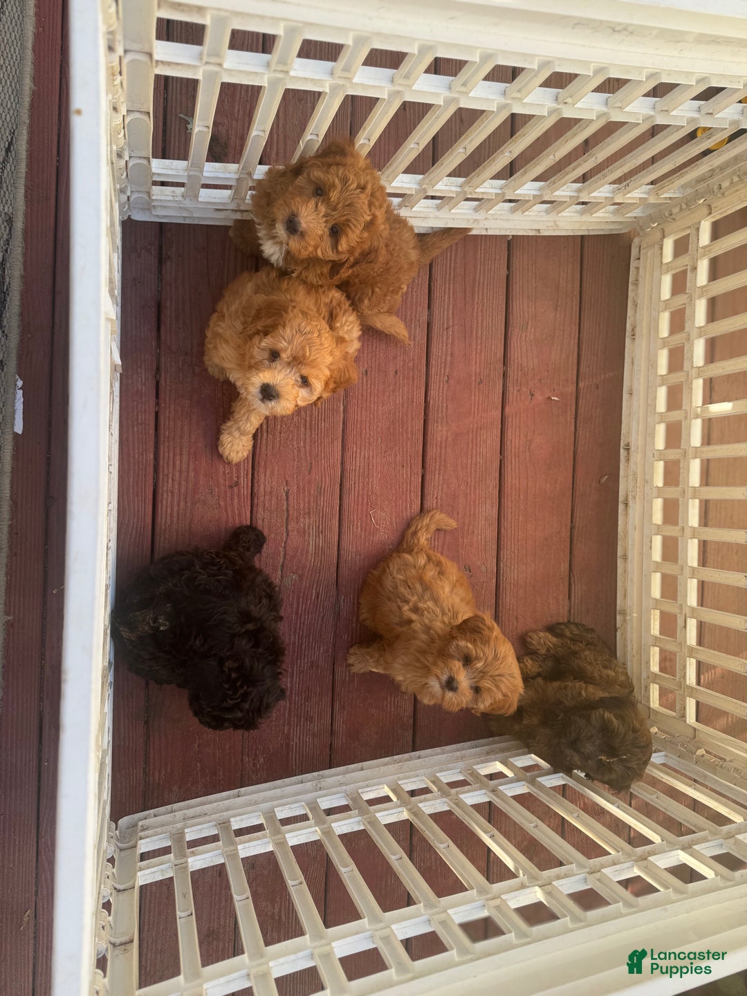 Gallery Image {{count}}