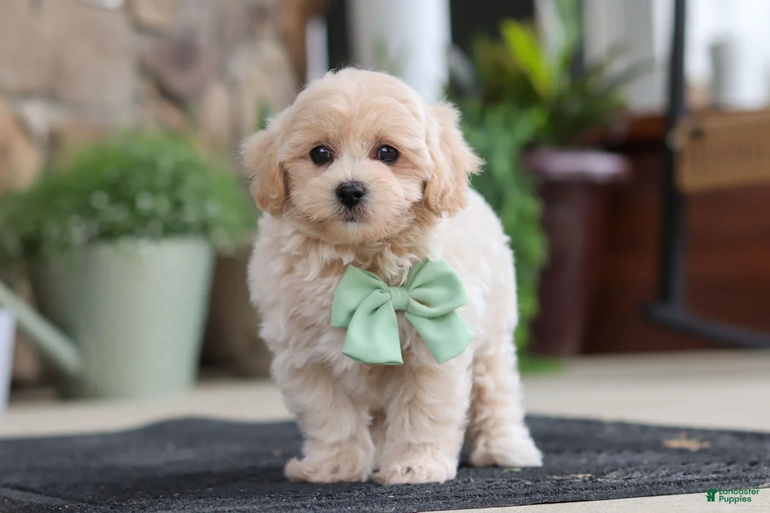 Maltipoo dogs for sale: Karl - Ad 1