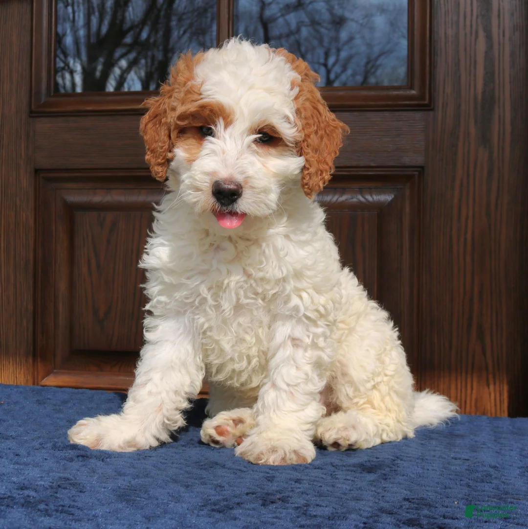 Mini Goldendoodle dogs for sale: Bella  - Ad 1
