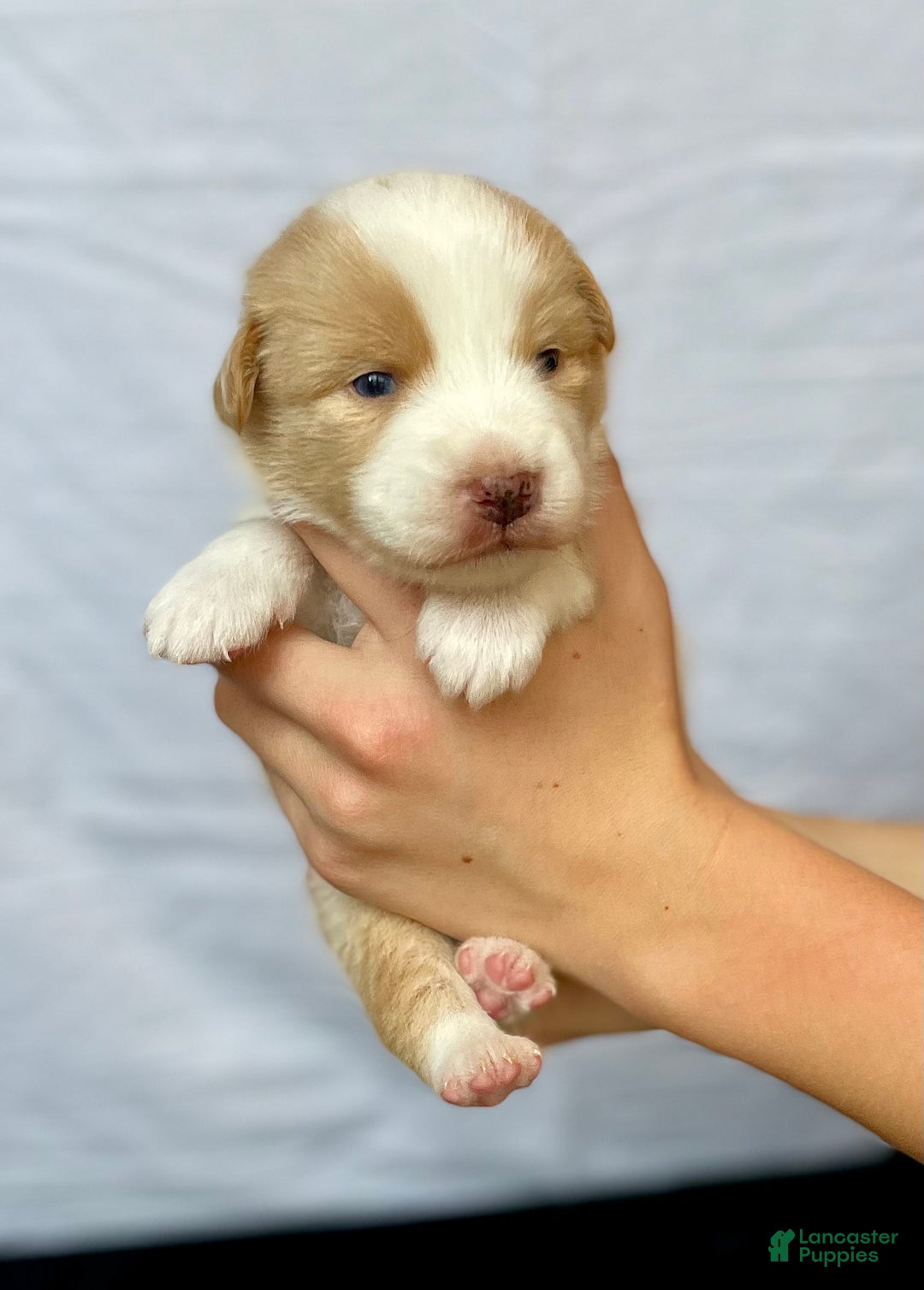 Australian Shepherd dogs for sale: Chance - Ad 17