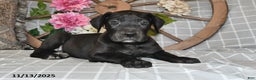 Great Dane dogs for sale: Bandit - Ad 3
