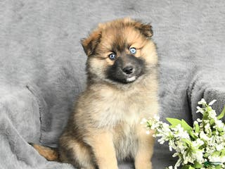 Pomsky dogs Fletcher - Ad 17