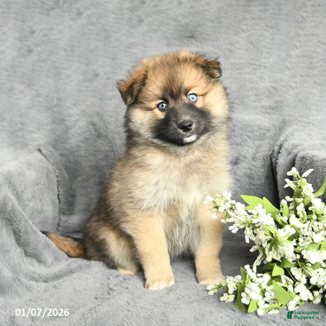 Pomsky dogs for sale: Fletcher - Ad 6
