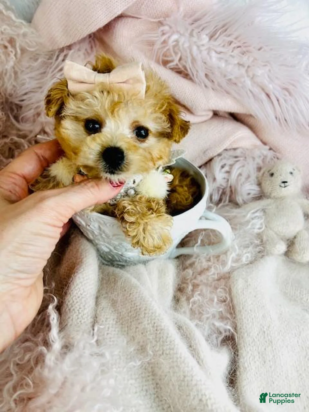 Toy Poodle dogs for sale: Toy Poodle Puppy 1 - Ad 2
