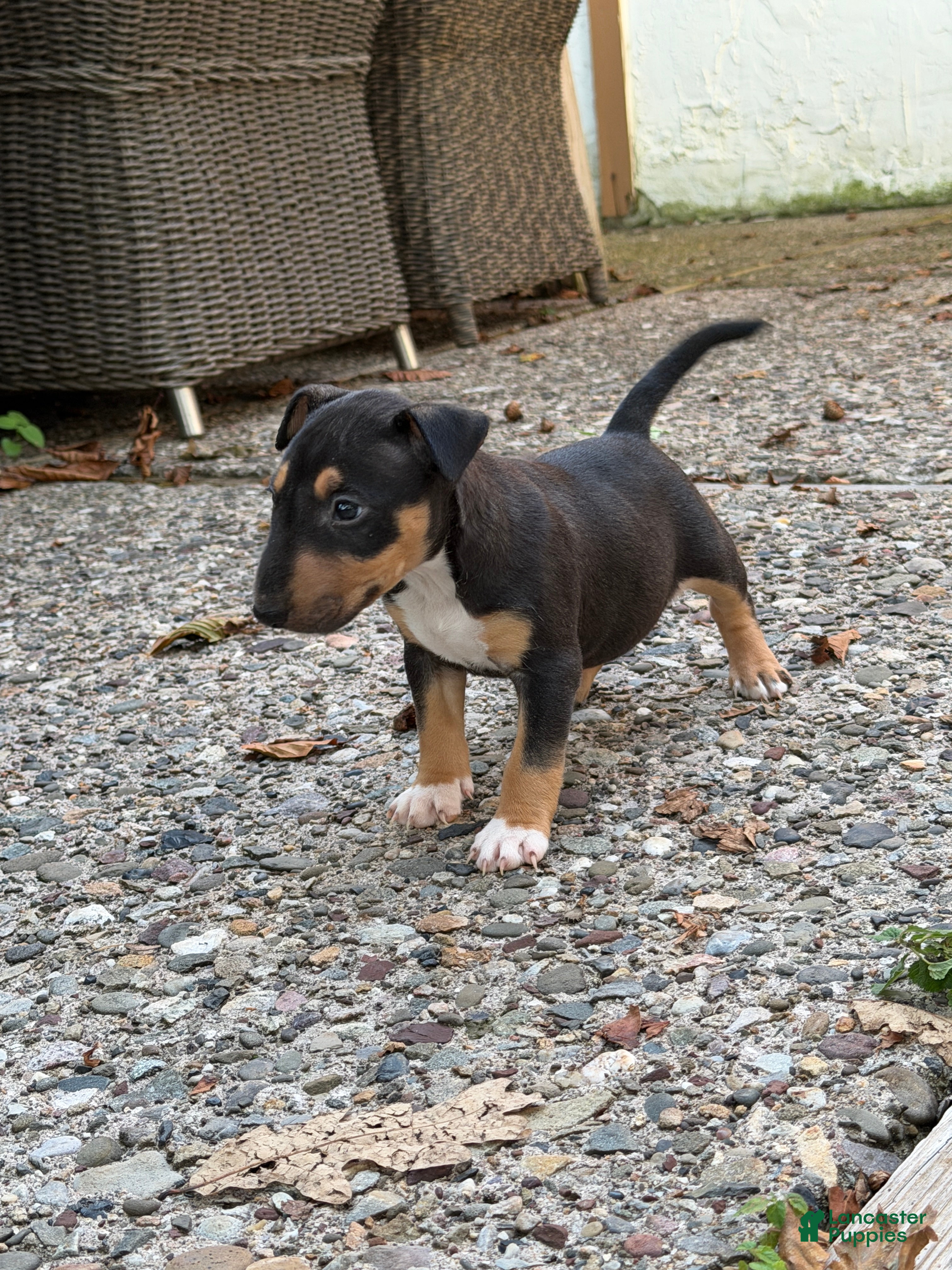 Miniature Bull Terrier dogs Athena  - Ad 1