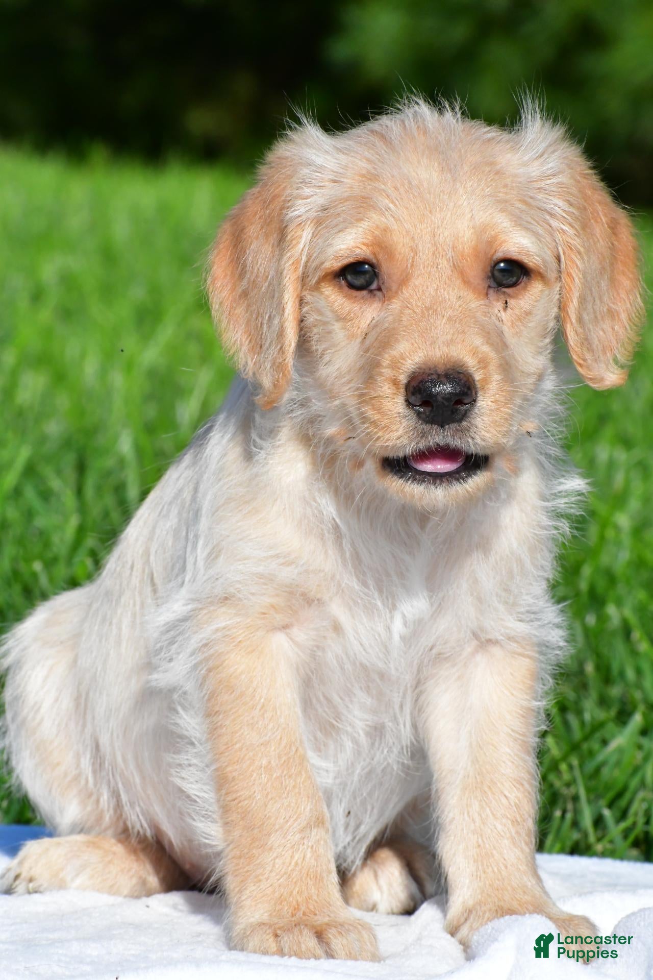 Labradoodle dogs Sadie - Ad 33
