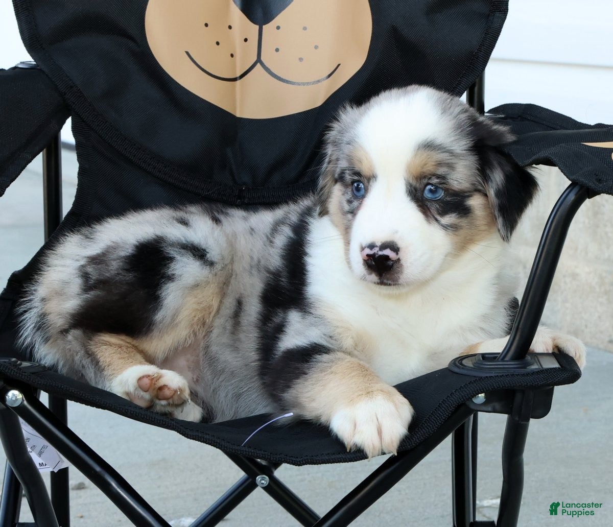 Miniature Australian Shepherd dogs for sale: Tina - Ad 9