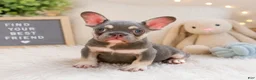French Bulldog dogs for sale:  Handsome - Ad 4