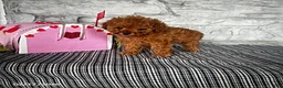 Toy Poodle dogs for sale: Milo - Ad 3