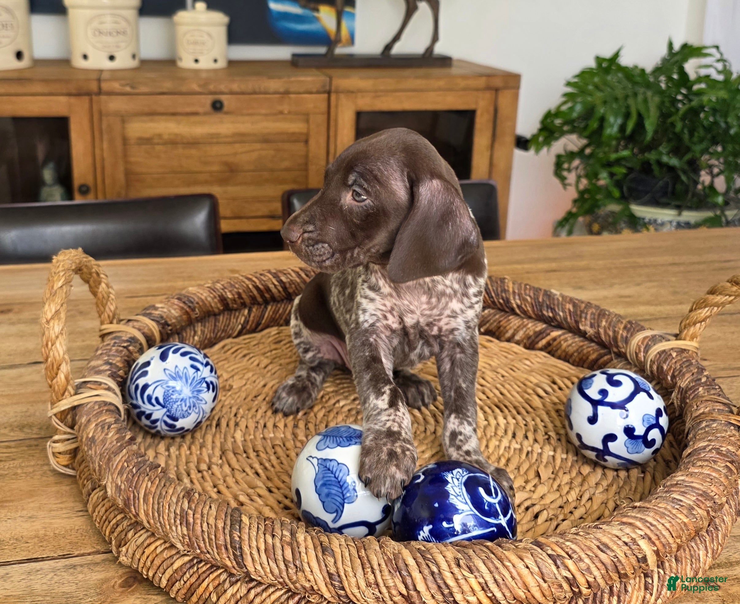 German Shorthaired Pointer dogs German Shorthaired Pointer 2 - Ad 2