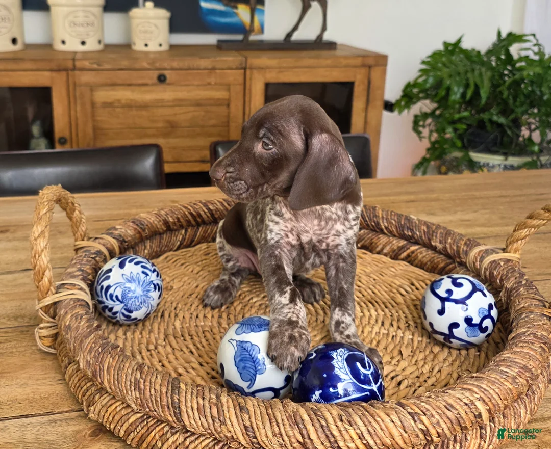 German Shorthaired Pointer dogs for sale: German Shorthaired Pointer 2 - Ad 2