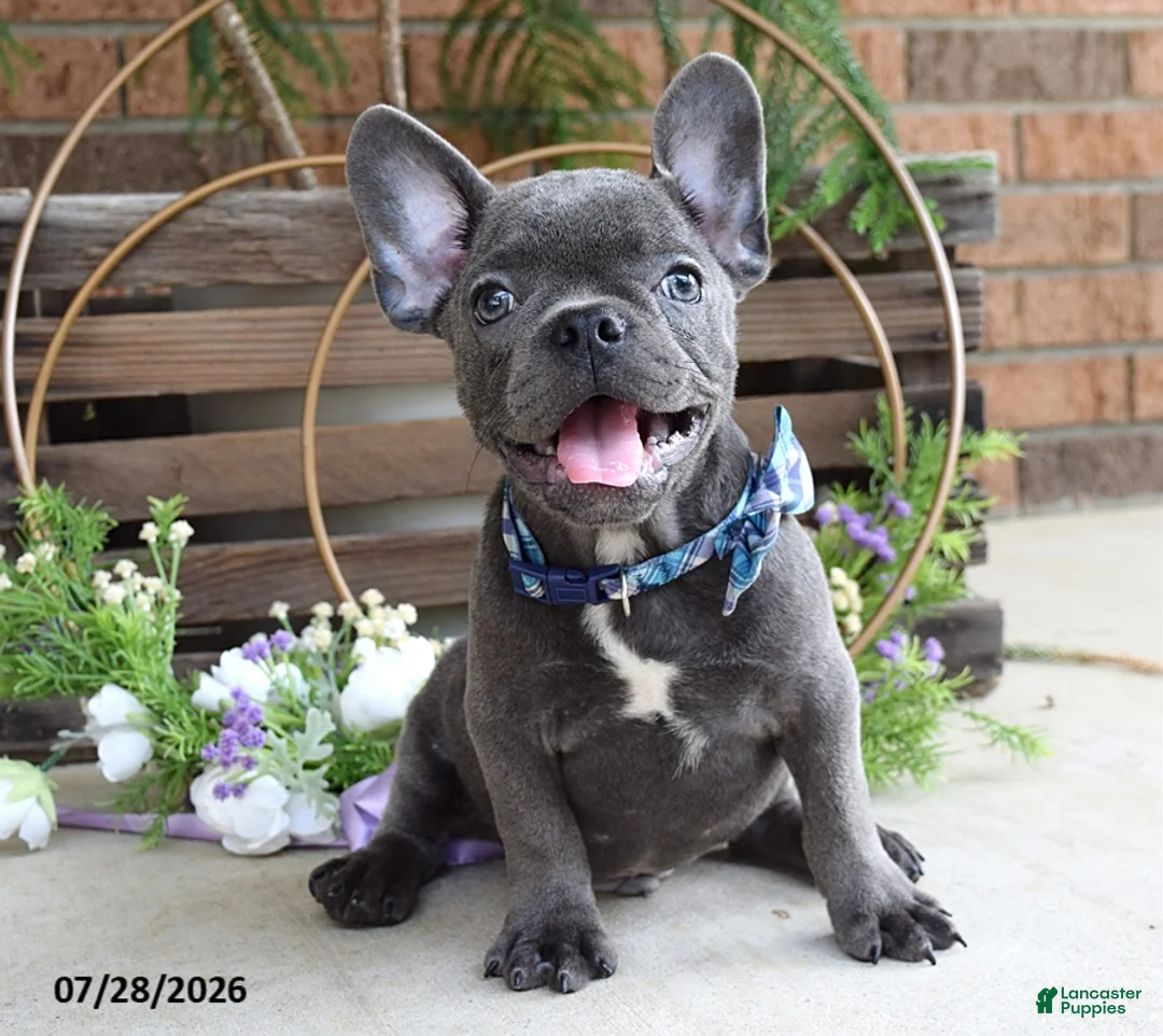 Mixed Breed dogs for sale: Kingston - Ad 9