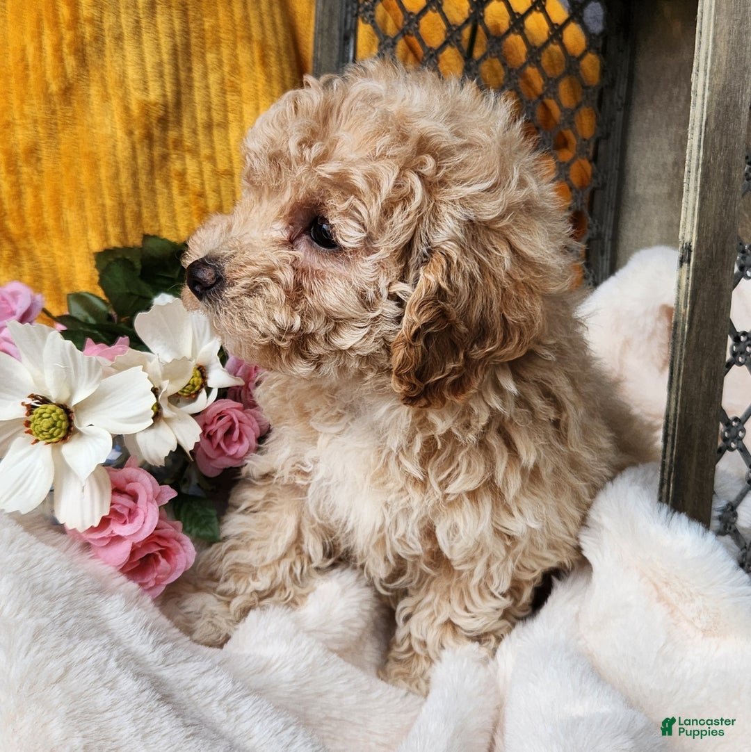 Toy Poodle dogs for sale: Muffin - Ad 12