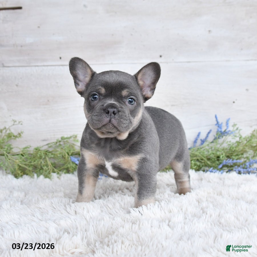 Mixed Breed dogs Tommy - Ad 1