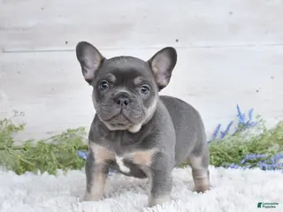 Mixed Breed dogs for sale: Tommy - Ad 2