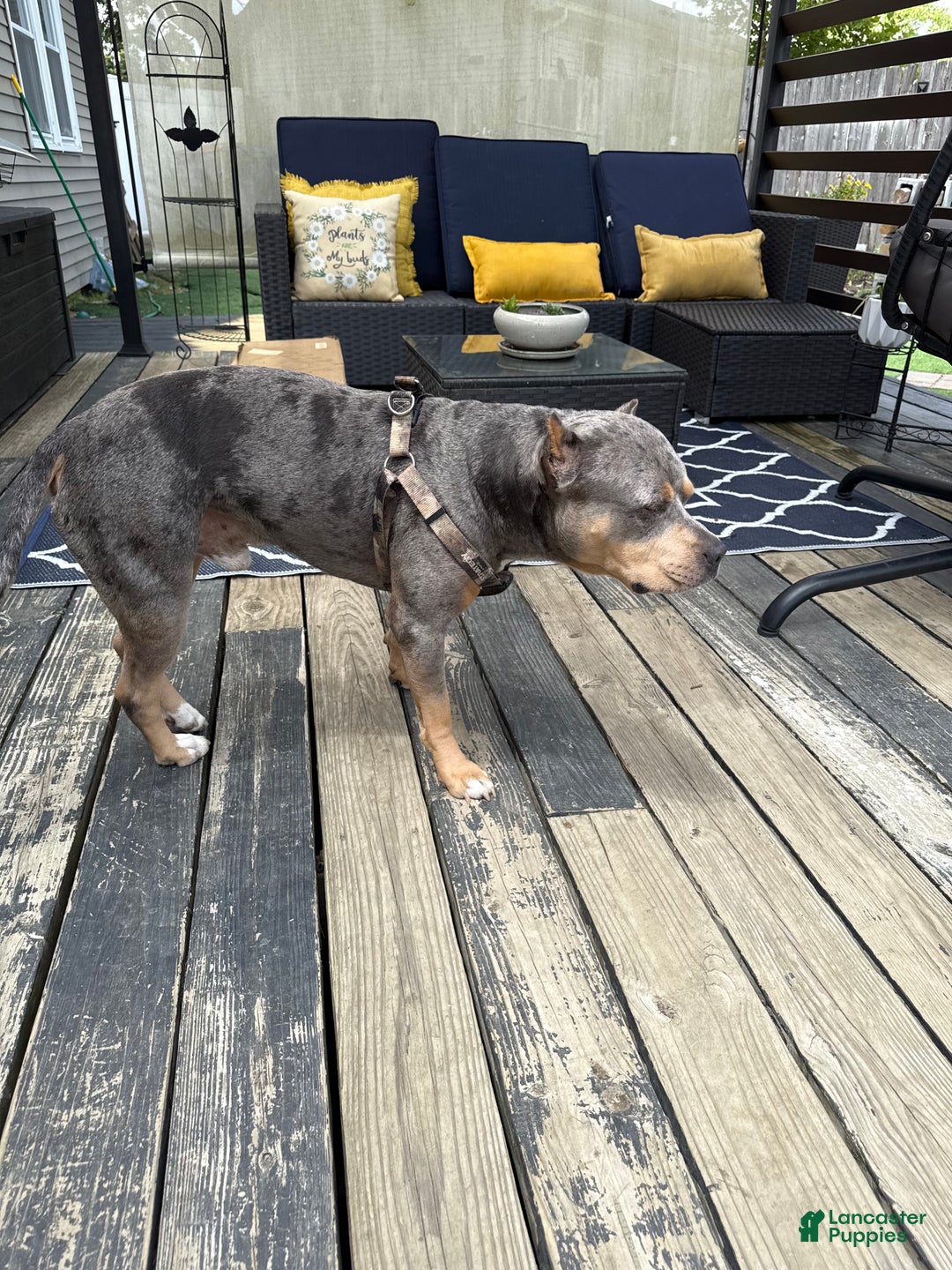 American Bully dogs for sale: American bully classic  - Ad 10