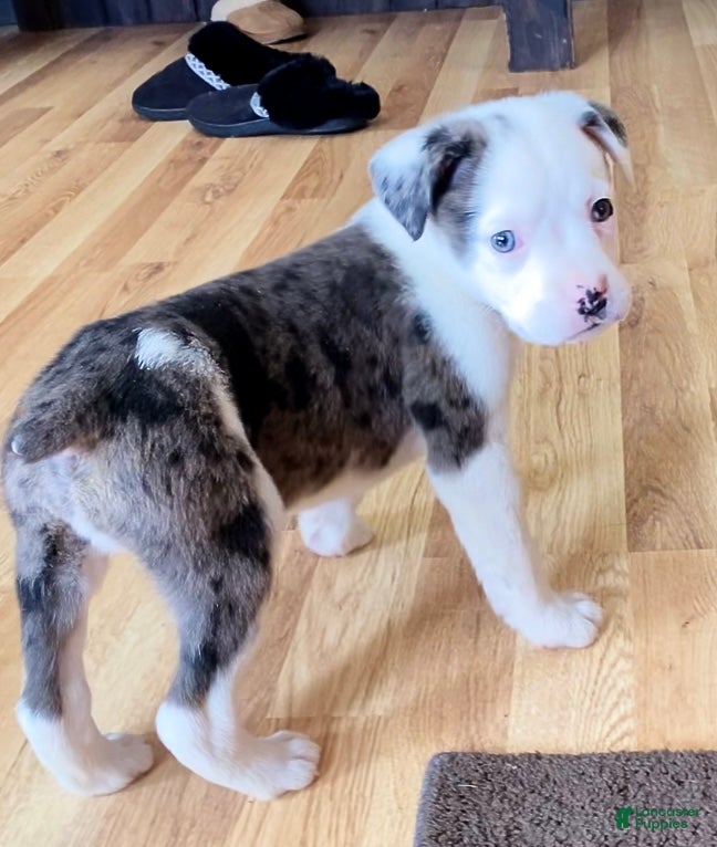 Mixed Breed dogs Jackson - Ad 40