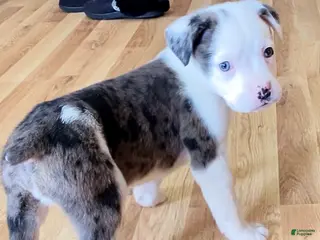 Mixed Breed dogs Jackson - Ad 40