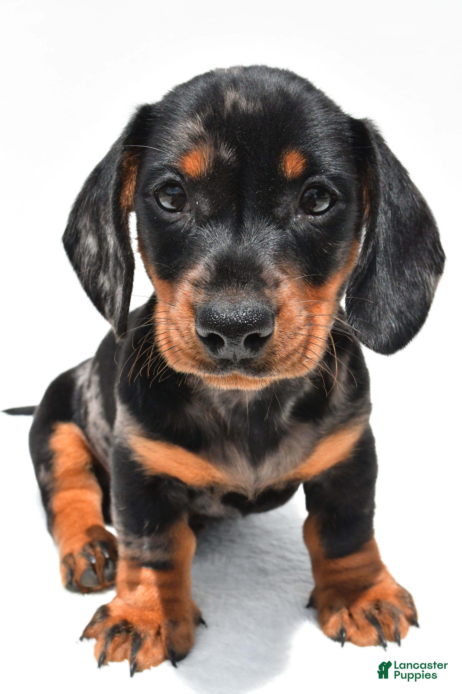 Miniature Dachshund dogs Teddy - Ad 2